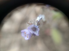 Phacelia breweri