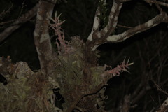 Tillandsia streptophylla