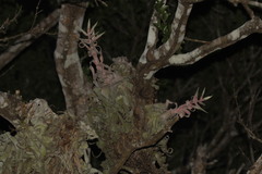 Tillandsia streptophylla