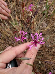 Clarkia concinna