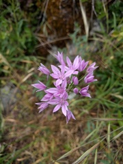 Allium unifolium