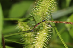 Ptychoptera quadrifasciata
