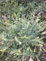 Lepidium ruderale