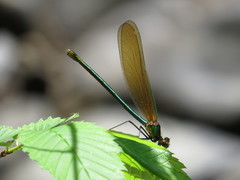Calopteryx amata