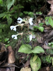 Odontochilus tashiroi