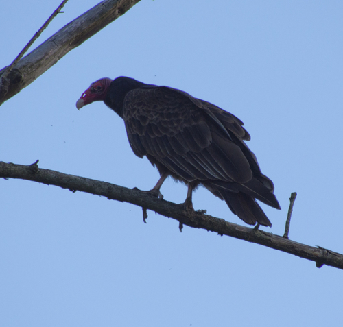Turkey Vulture photographed in Illinois