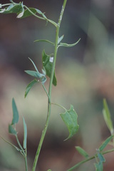 Chenopodium nutans nutans