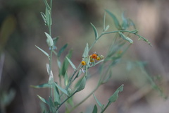 Chenopodium nutans nutans