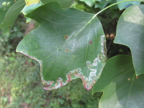 Tulip Tree Leaf Miner