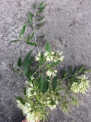 Tripodanthus acutifolius