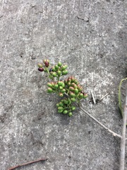 Tripodanthus acutifolius