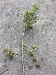 Tripodanthus acutifolius