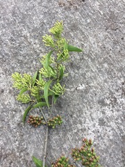 Tripodanthus acutifolius