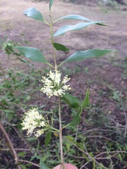 Tripodanthus acutifolius
