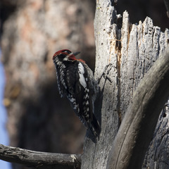 Sphyrapicus ruber × nuchalis