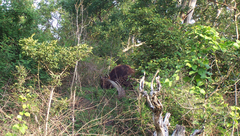 Bos gaurus