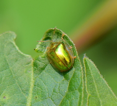 Charidotella succinea