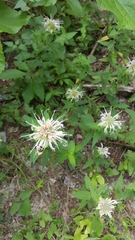 Monarda clinopodia