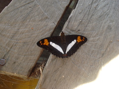 Adelpha erotia