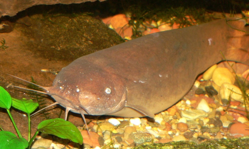African Electric Catfish