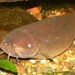 Electric Catfish - Photo (c) Stan Shebs, some rights reserved (CC BY-SA)