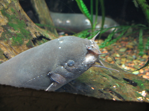 Electric Catfish