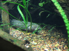 African Electric Catfish photo 3