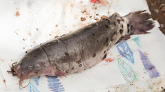 African Electric Catfish photo 4