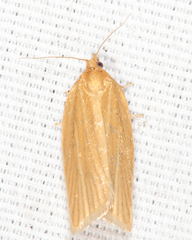 Clepsis clemensiana