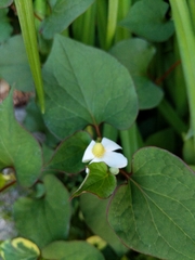 Houttuynia cordata