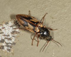 Stropenron hieroglyphica