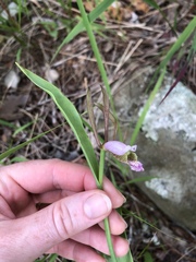 Cleistesiopsis