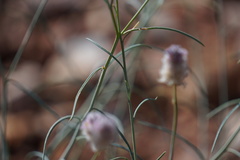 Ptilotus calostachyus