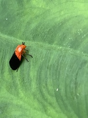 Sphenorhina rhodopepla