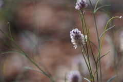 Ptilotus calostachyus