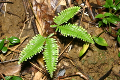 Dicranopteris linearis