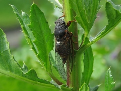Cicadetta montana