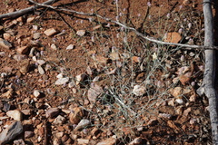 Ptilotus calostachyus