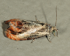 Olethreutes hamameliana