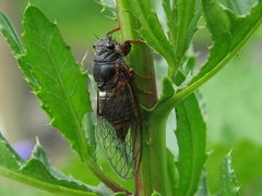 Cicadetta montana