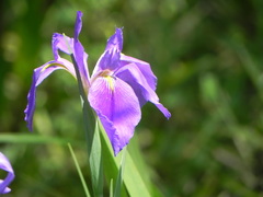 Iris giganticaerulea