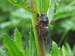 Cicadetta montana