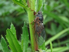 Cicadetta montana