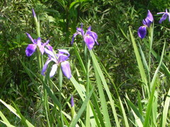 Iris giganticaerulea