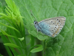 Polyommatus amandus