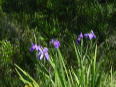 Iris giganticaerulea