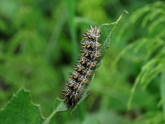 Melitaea latonigena