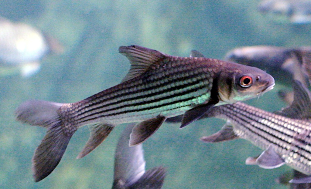 Primitive Cyprinids