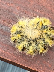 Lophocampa argentata