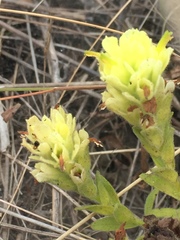 Castilleja wightii